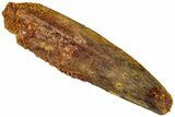 Fossil Spinosaurus Tooth - Real Dinosaur Tooth #311171-1